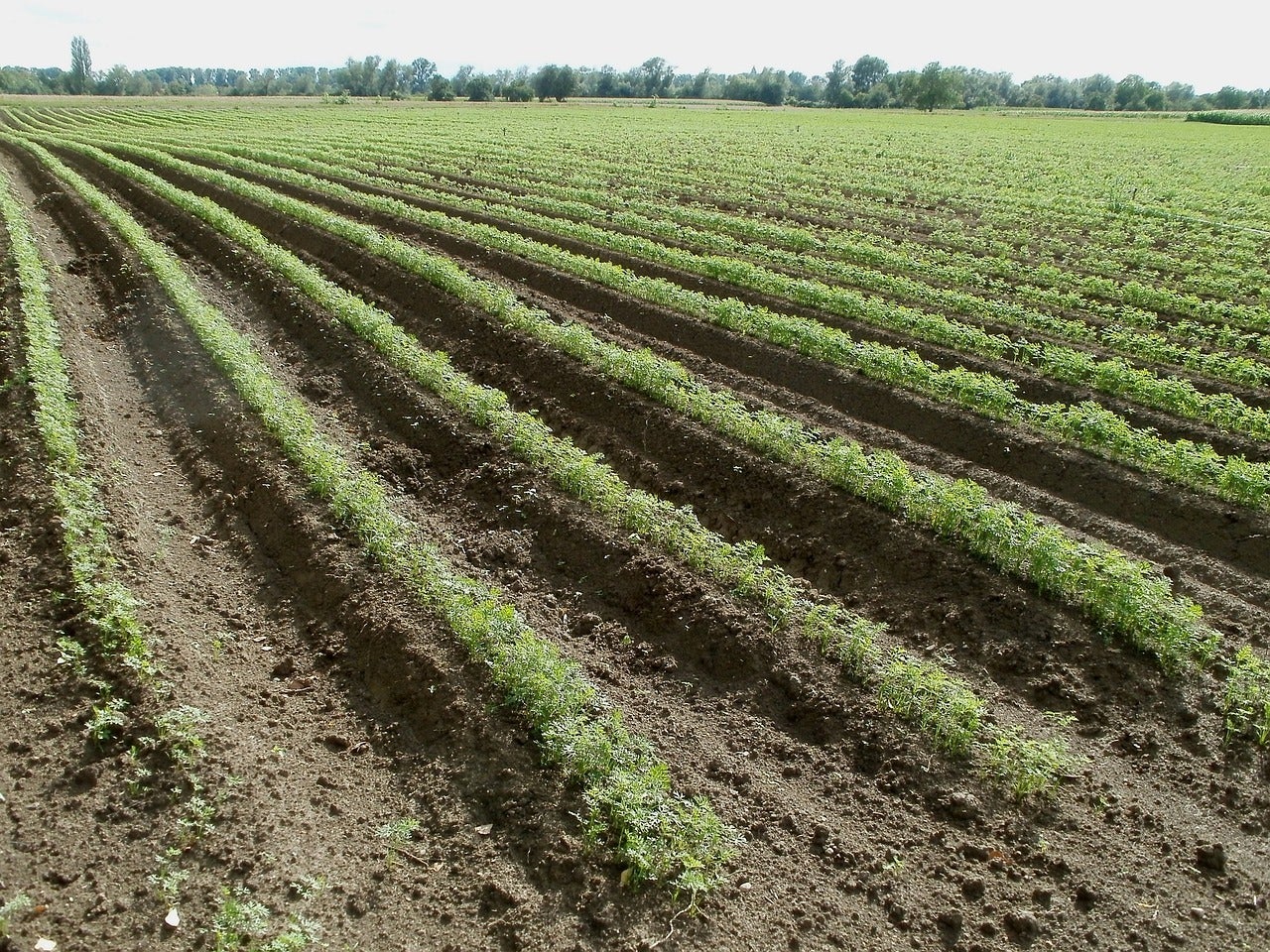 Farm field growing carrots