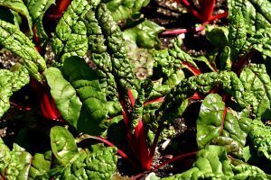 ruby chard