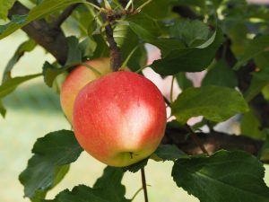 apple on a tree