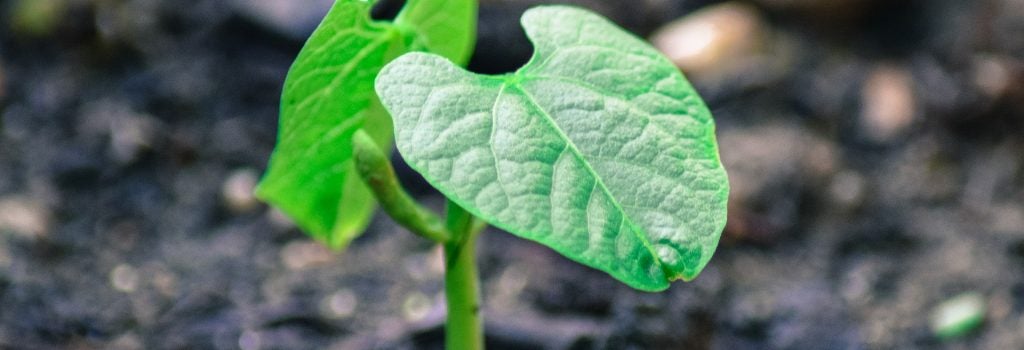 Bean plant sprouting from dirt
