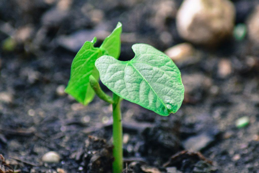 Bean plant sprouting from dirt