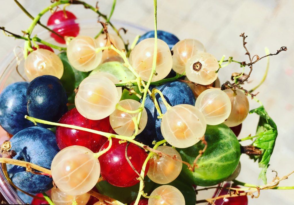 各种浆果及其茎，包括蓝莓、醋栗、红醋栗、白醋栗