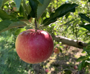 apple hanging on a tree