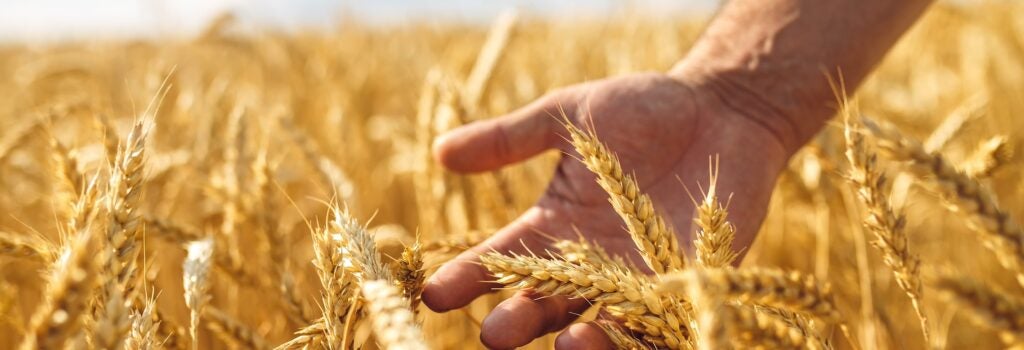 Man's hand touching wheat in a field