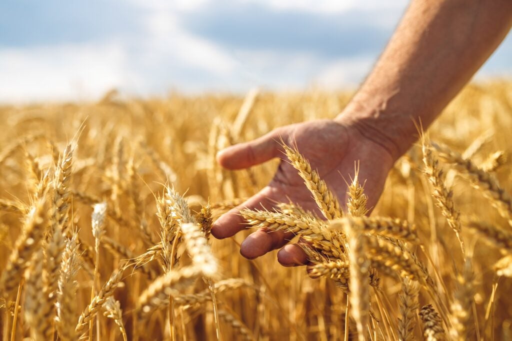 Man's hand touching wheat in a field