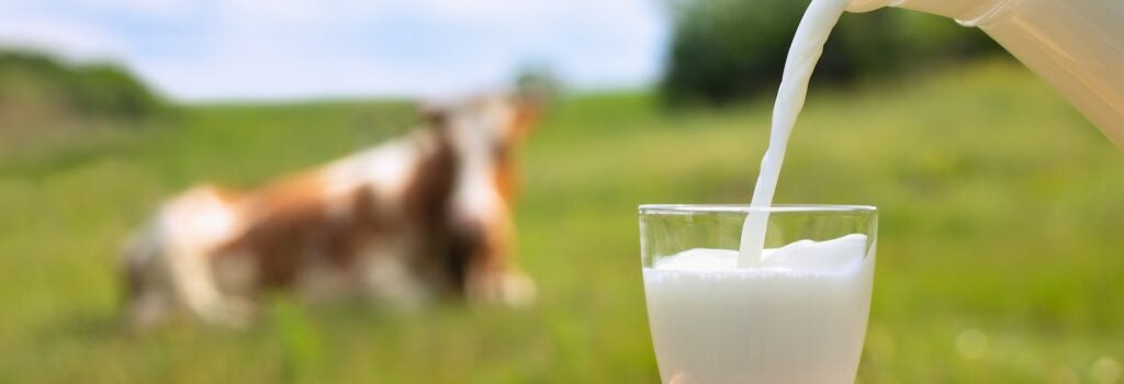 milk pouring into glass from jug on wooden stump with cow laying in meadow in background