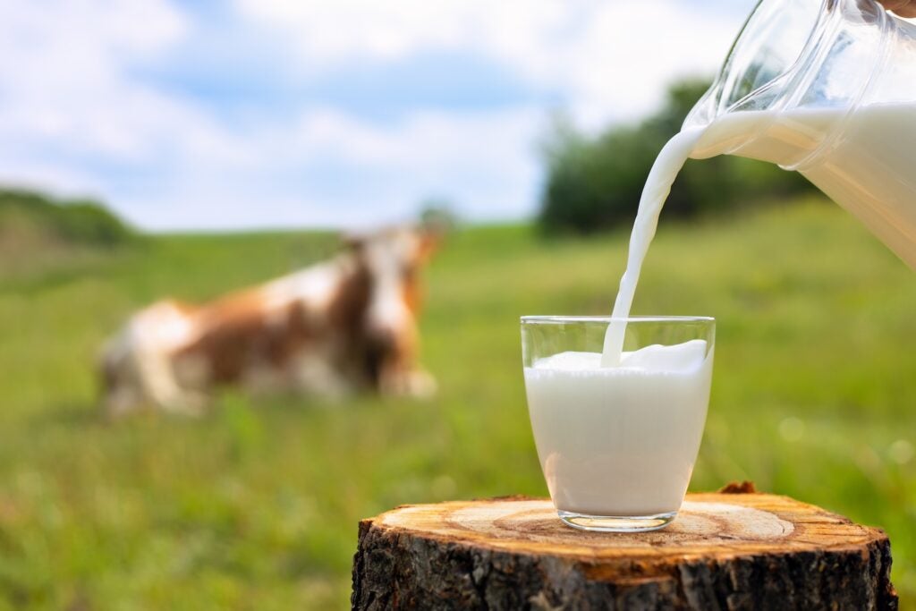 milk pouring into glass from jug on wooden stump with cow laying in meadow in background