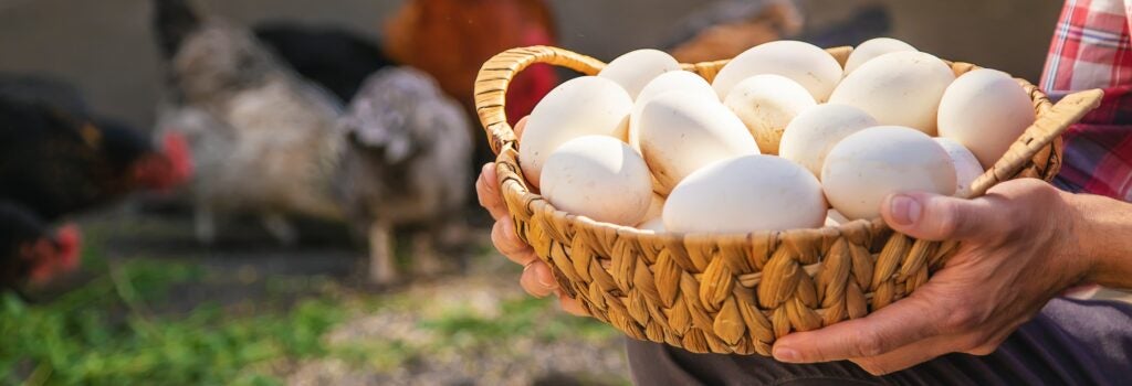 Man holding basket of eggs with chickens in the background