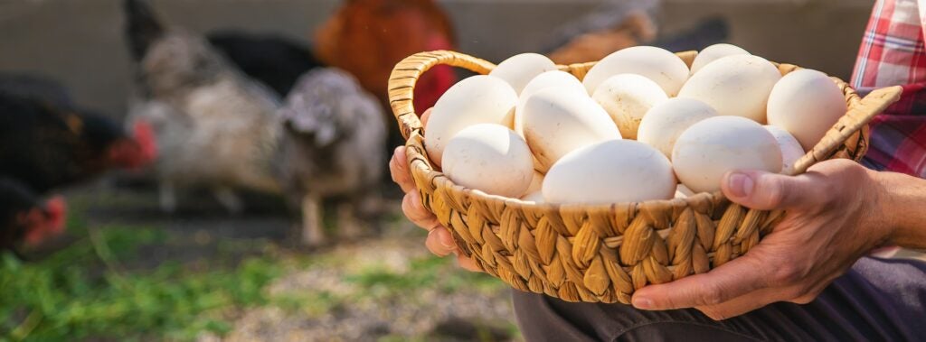 Man holding basket of eggs with chickens in the background