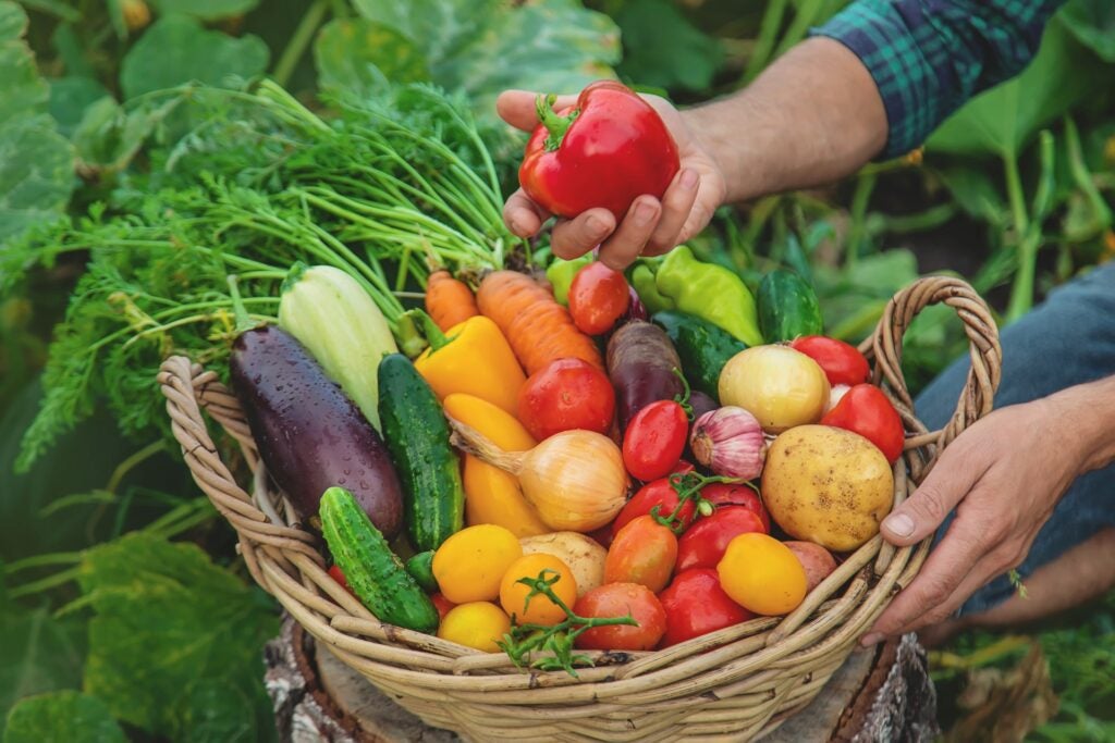 hands holding a basket of fresh vegetables